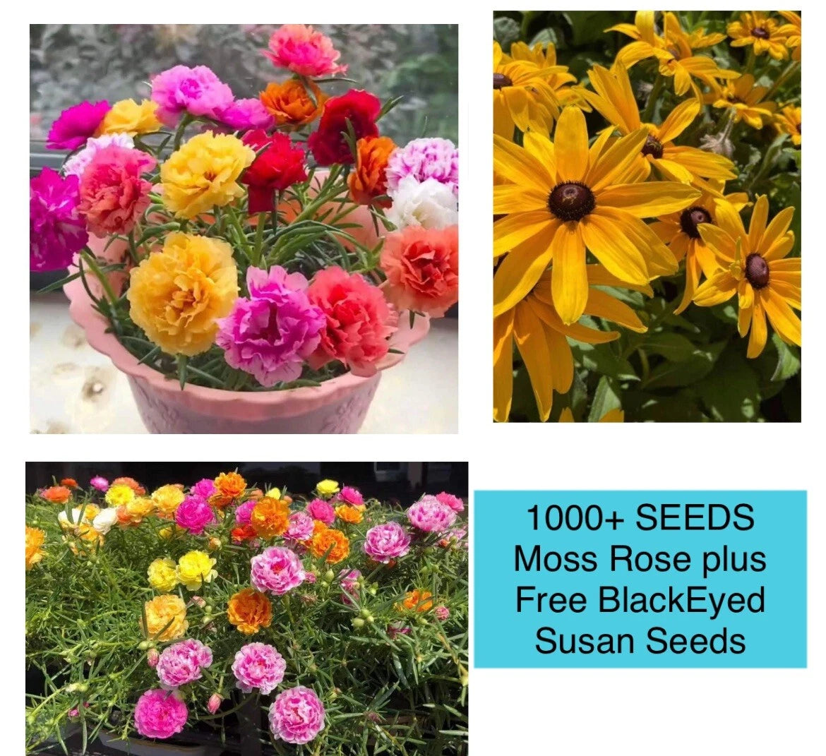 Moss Rose Seeds Double Mix Color 1000+ Seeds Portulaca grandiflora – Jayme  Garden