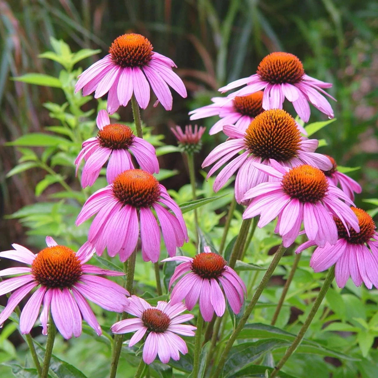 purple cone flower seeds Purple Coneflower Seeds - 2025 Planting USA Garden Flower - Echinacea  purpurea