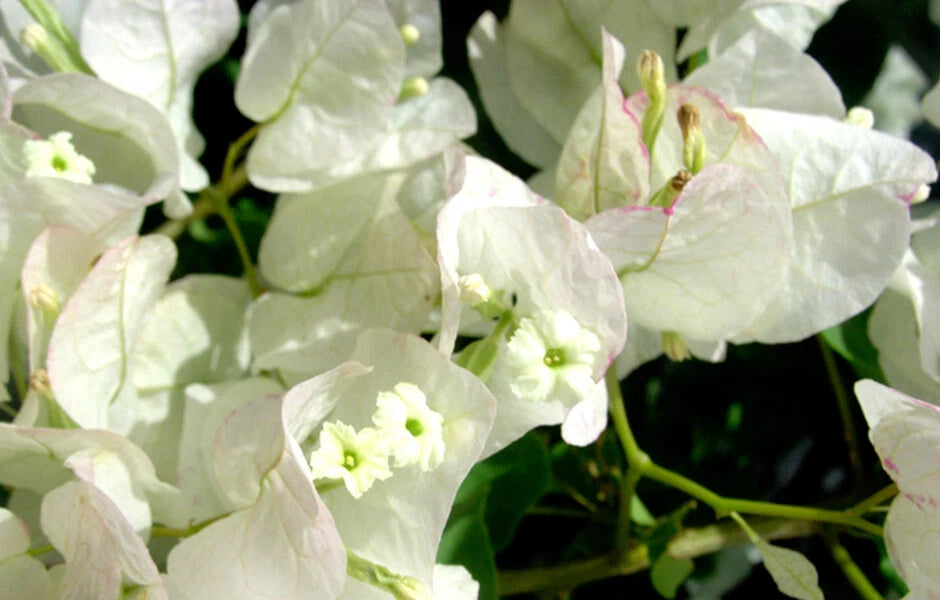 Bougainvillea Starter Plant | Seafoam | Live Plug Plant | Bougainvillea glabra | USA Seller