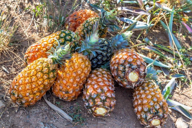 Pernambuco Pineapple Seeds - 15+ Premium Seeds for Garden Planting - Ananas  comosus