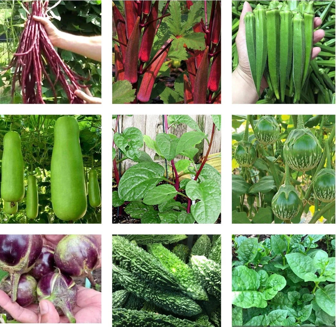 Asian Vegetable Seeds - 10 Packets, Non-GMO Heirloom Varieties for Planting - USA Seller
