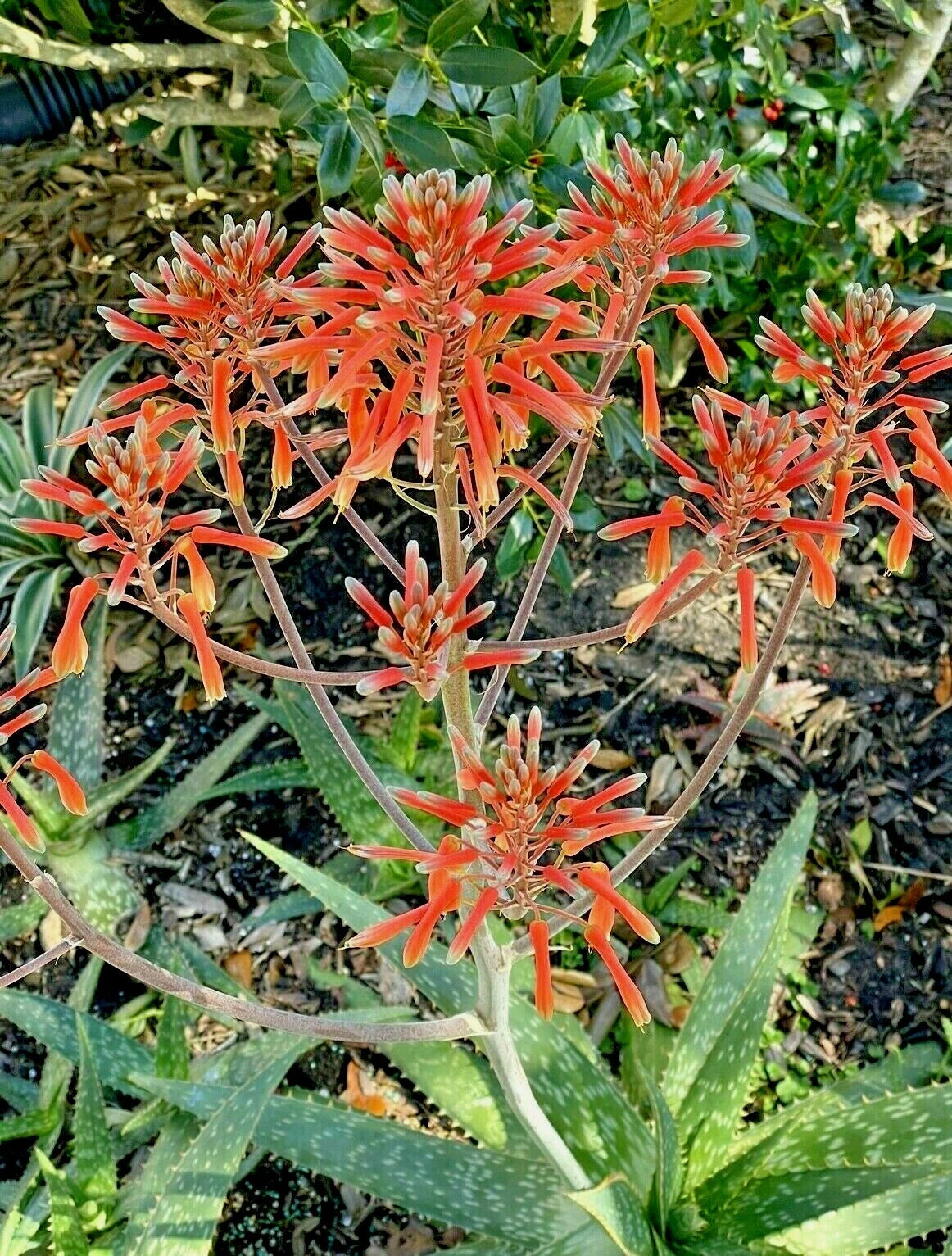 flowering aloe vera plant photos Zebra Maculata Aloe 10"-12" Bare Root Plant