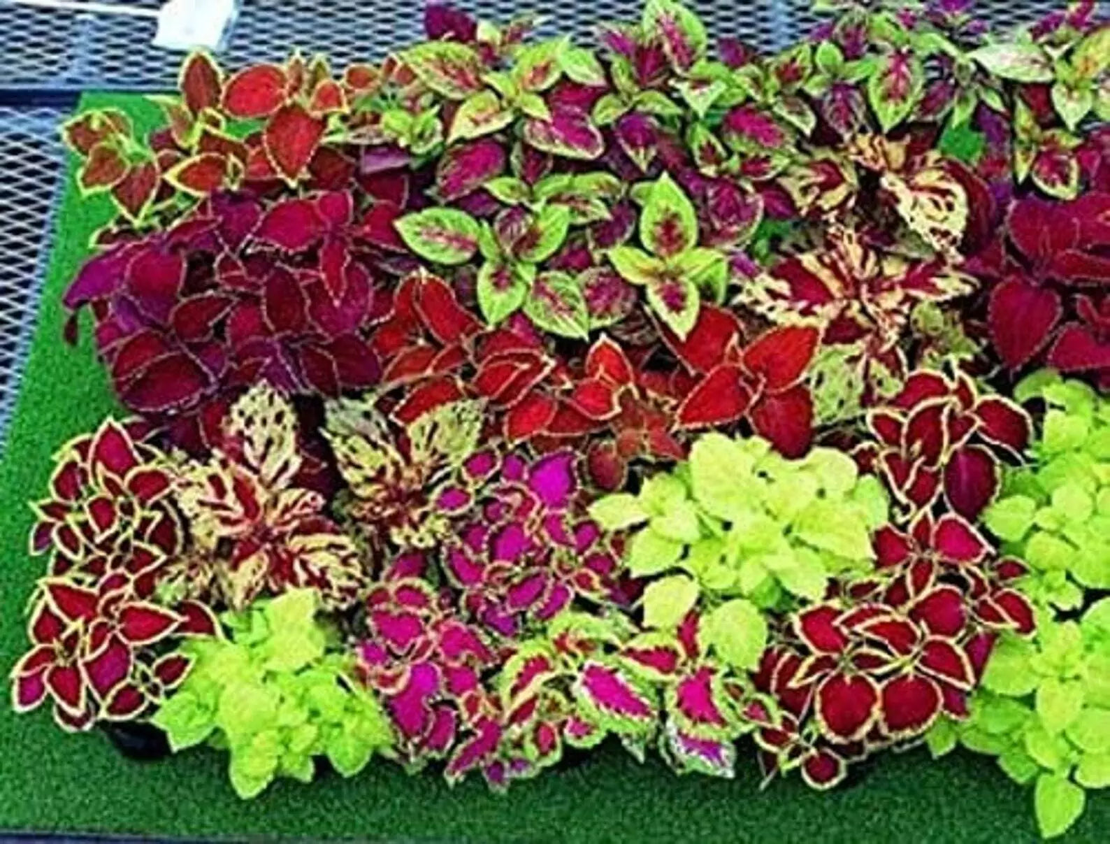 coleus plant seeds Coleus Seeds 1000 Count Jazz Combo Mix (Coleus spp.)