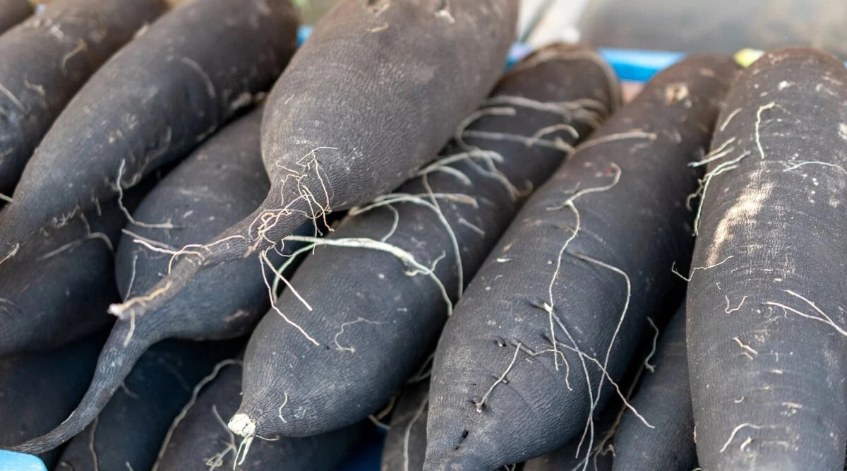 Long Black Spanish Radish Seeds - 500+ Count - Heirloom Vegetable Seeds - Raphanus sativus