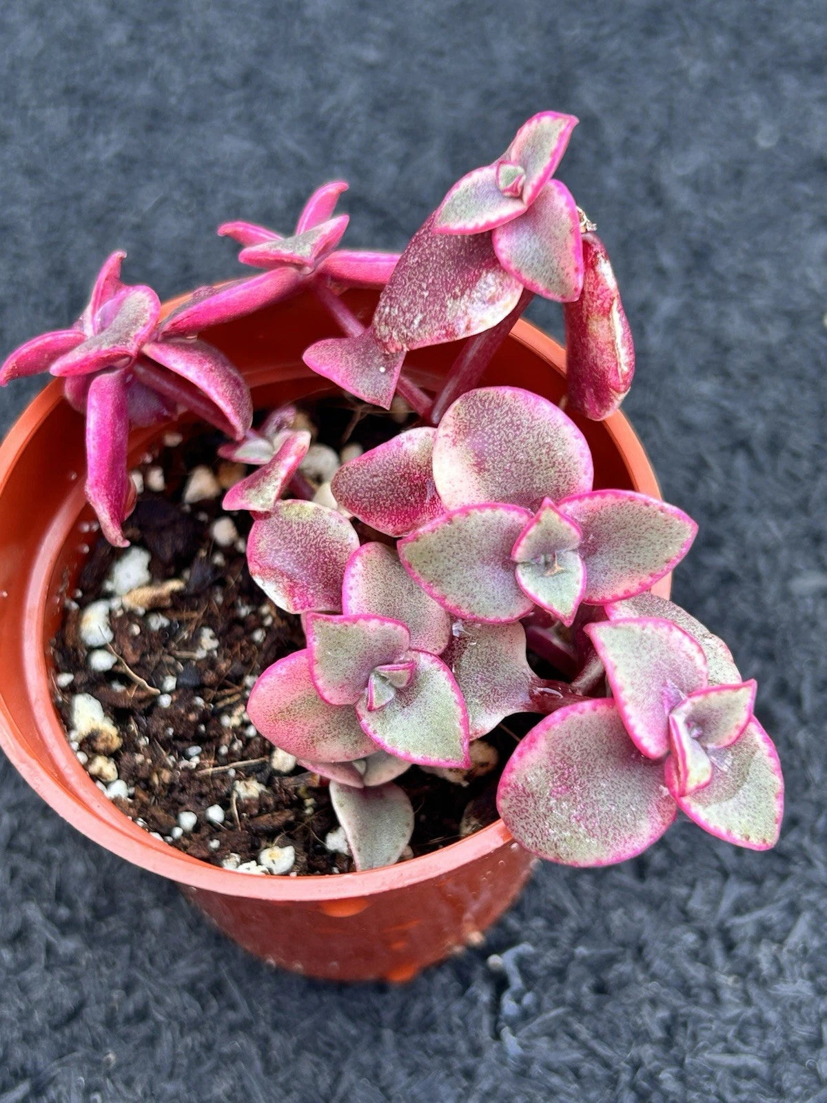rubra succulent Live Succulent Plant - Crassula marginalis Rubra - Calico Kitten