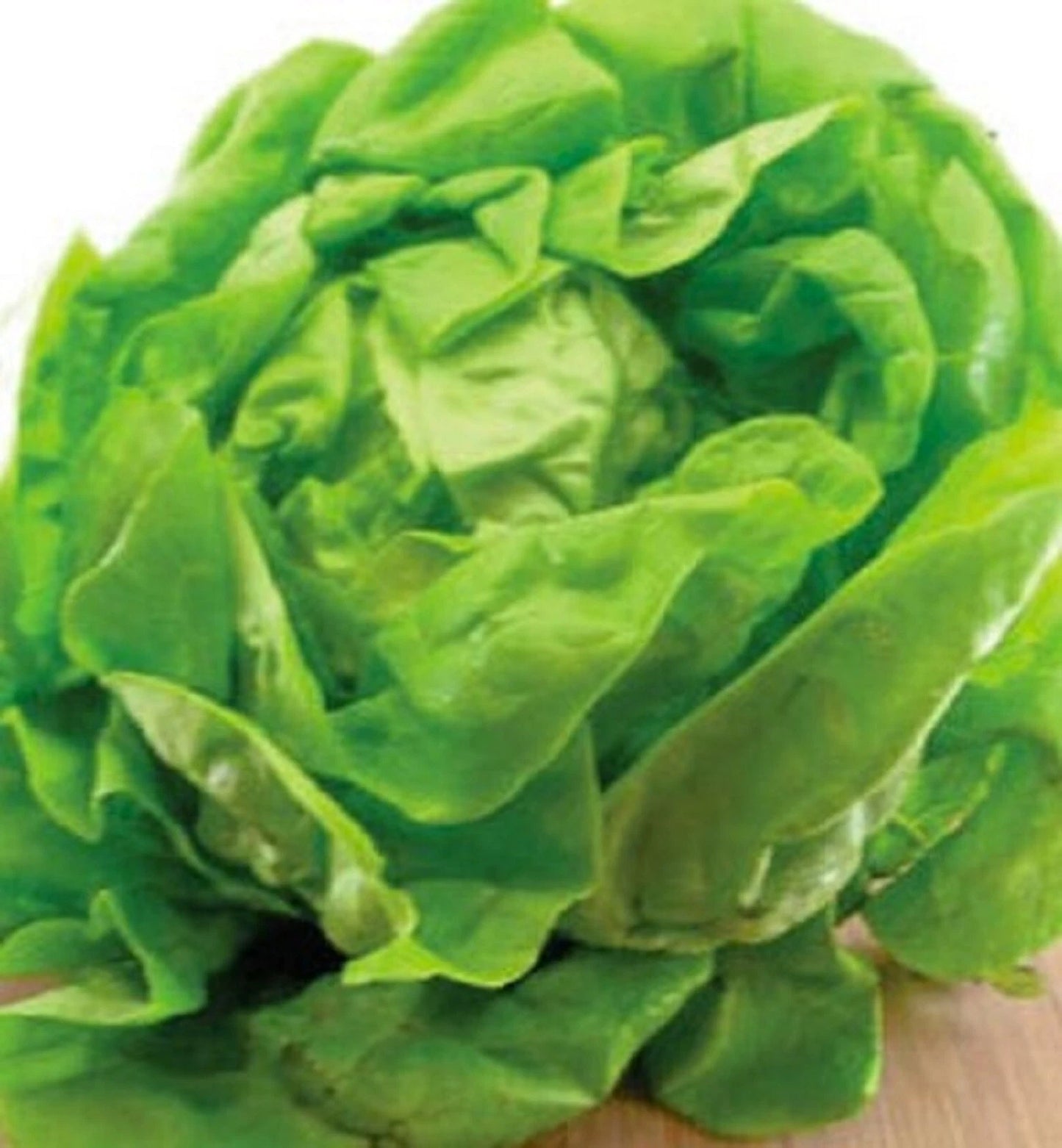 Bibb Lettuce Seeds 500+ Non-GMO Heirloom Seeds for Gardening (Lactuca sativa)