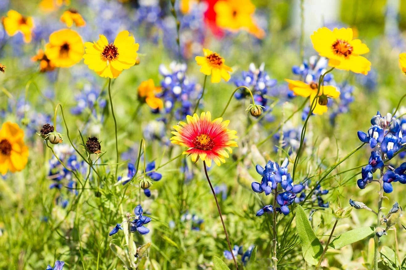 mixed flower seeds in bulk Wild Flower Seeds Packet Kit | Open-Pollinated Bulk Flower Seed Mix