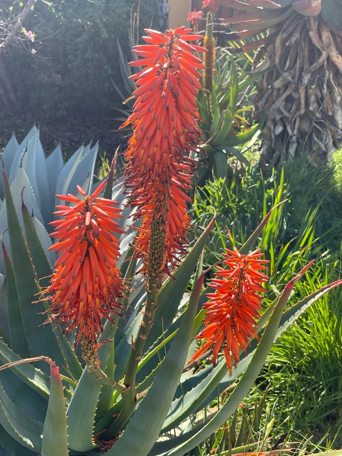 Aloe x Principis RAW Cuttings for 1g Pot - Succulent Plant, Indoor/Outdoor, Low Maintenance Aloe Variety