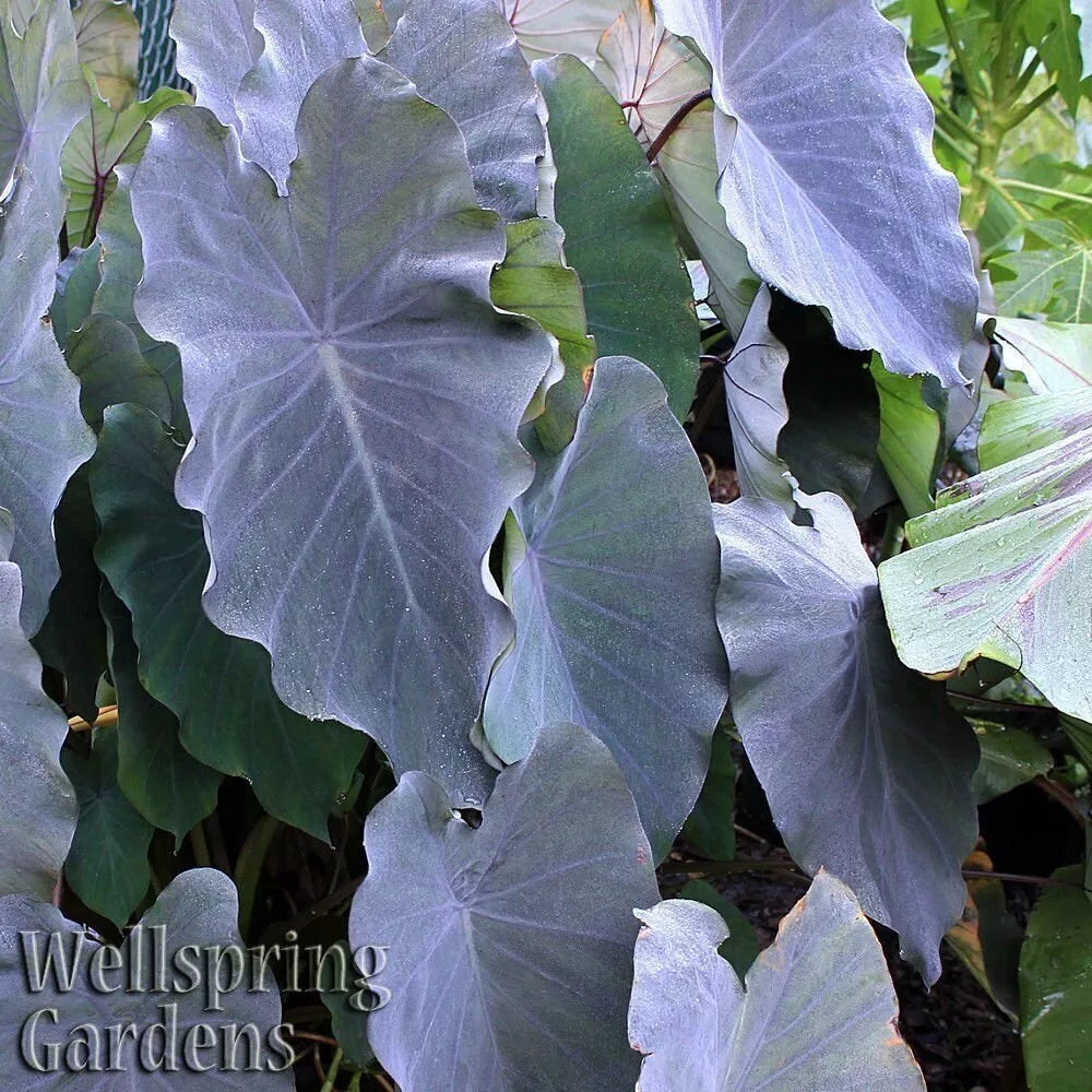 Black Ruffles Elephant Ear Live Plant - Colocasia esculenta - Unique Dark Foliage for Indoor/Outdoor Gardens