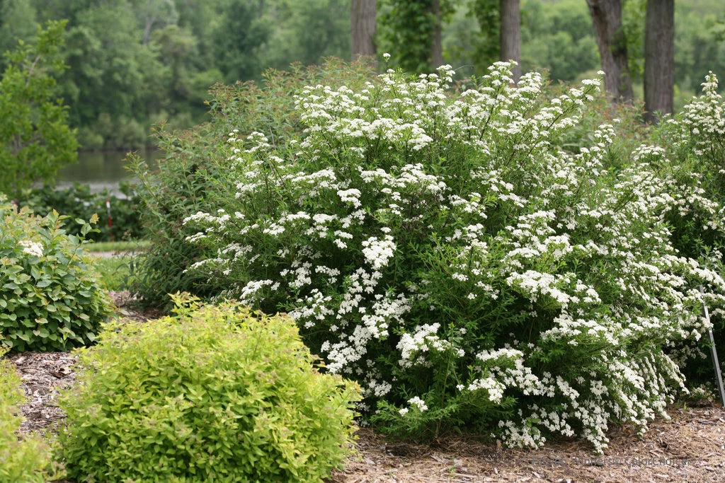 White Wedding Cake Spirea Cuttings 10 Unrooted 6-8" Set, Spiraea prunifolia, Hardy Zones 5-9, DIY Planting, Garden Decor