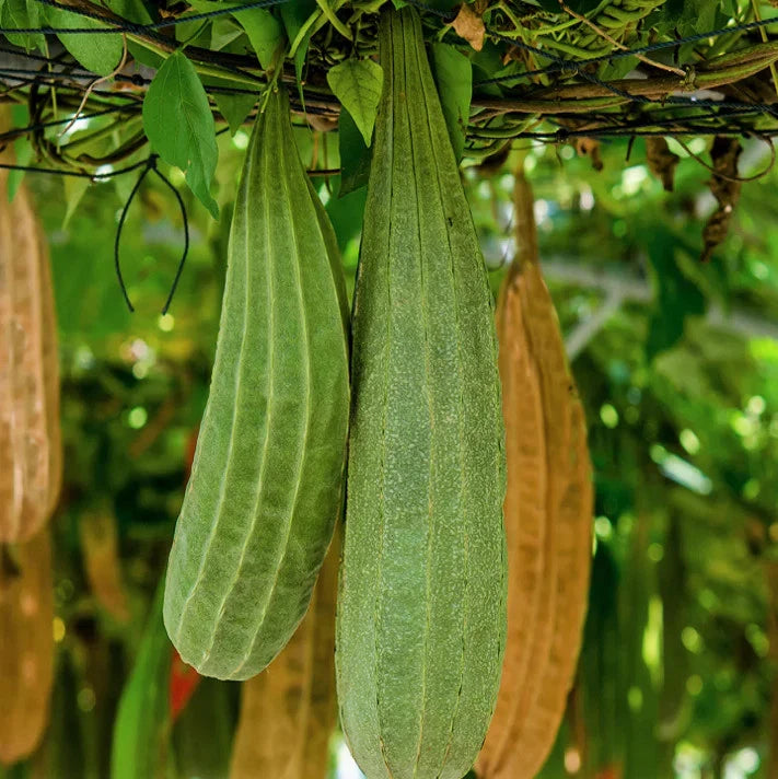 Buab Khom Angled Luffa Gourd Seeds - Ridged Gourd, Okra, Bitter - Ideal for 2025 Planting, Organic Gardening