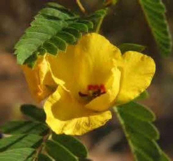 Partridge Pea Seeds - 50 Fresh Yellow Flower Seeds - Chamaecrista fasciculata - Free USA Shipping