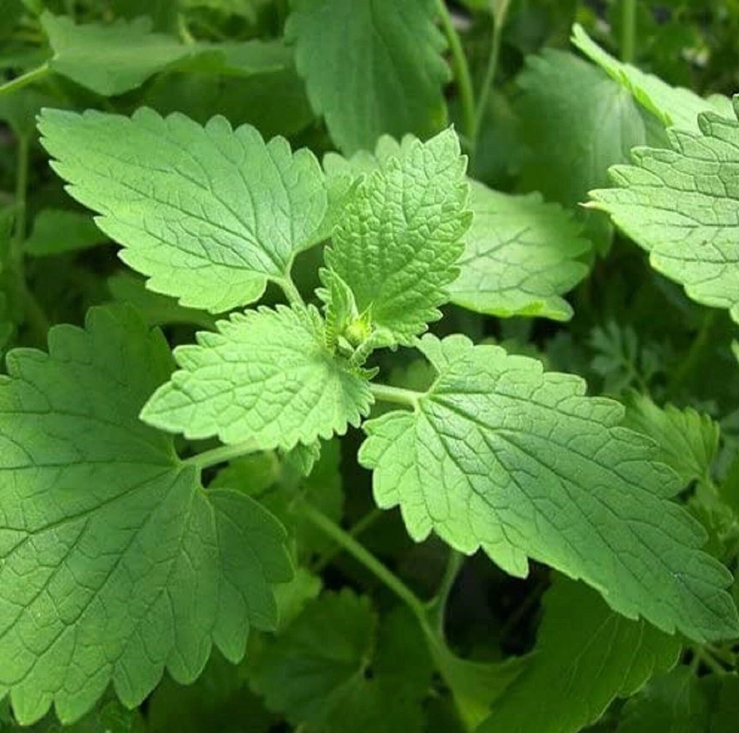 Catnip Seeds 400+ Non-GMO Seeds - Nepeta cataria - Herbal Plant for Cats - Buy 4 Items, Free Shipping
