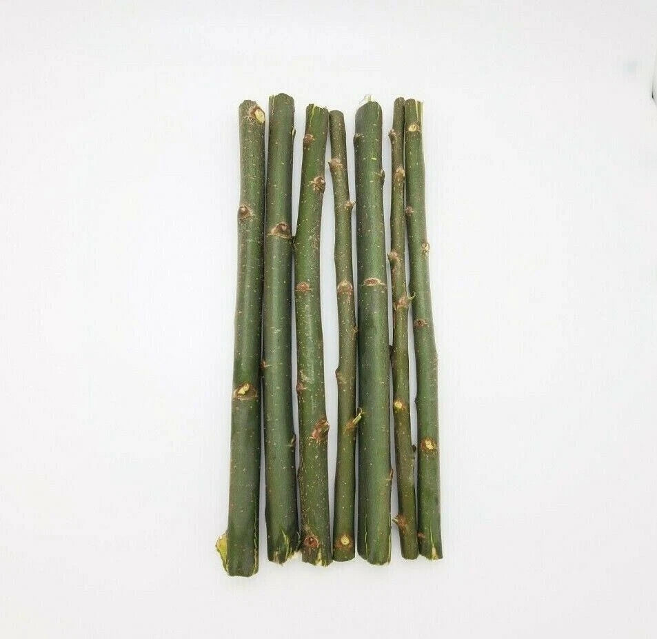 Austree Hybrid Willow Tree Cuttings 33 Pack Fast Growing Aussie Direct Planting Salix x sepulcralis