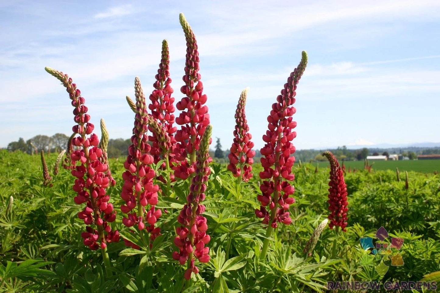 25+ Russell Red Lupine Seeds for Garden Planting, Lupinus polyphyllus, USA Grown, Free Shipping