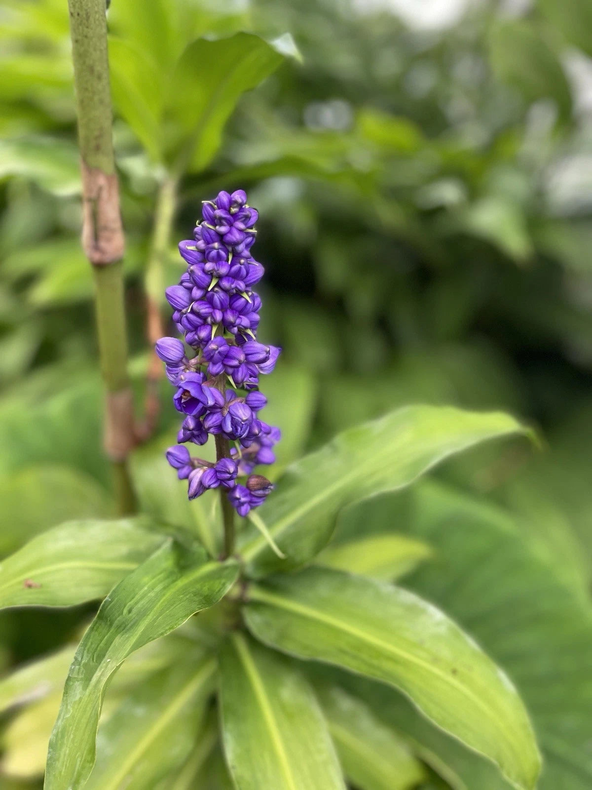 Blue Ginger Plant Cuttings 3 Count - Dichorisandra thyrsiflora - Hawaii Grown Tropical Plants