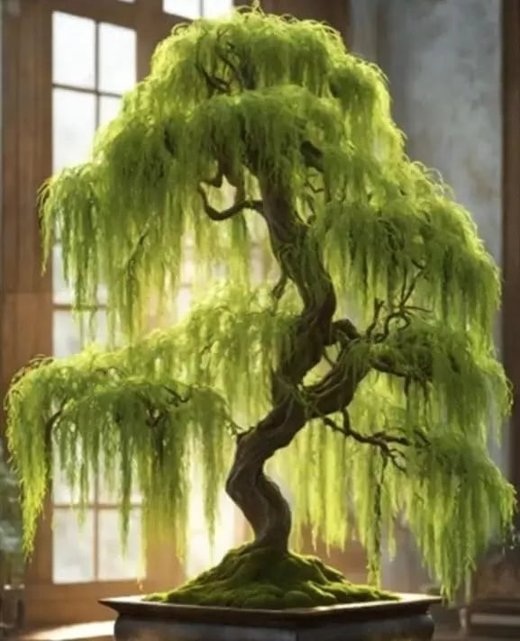 1 UNROOT CUTTING of Hey Dina Willow for Bonsai Tree