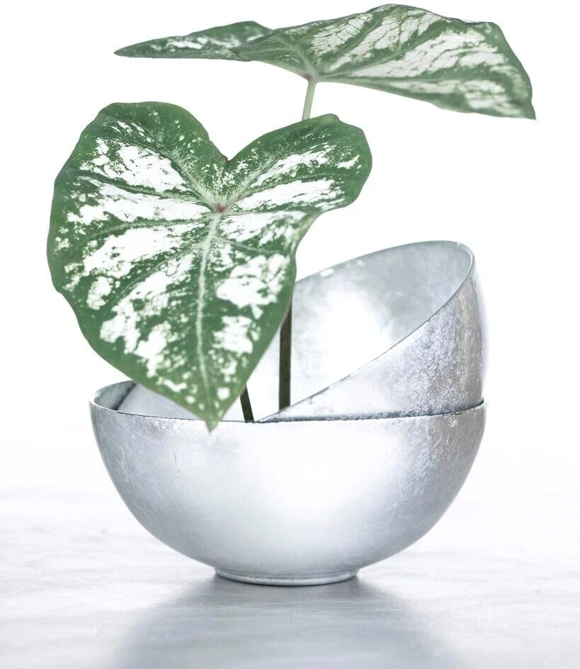 Caladium Bulbs - 6 White Majesty - Perennial Elephant Ears, Hardy Plants for Garden - Caladium bicolor