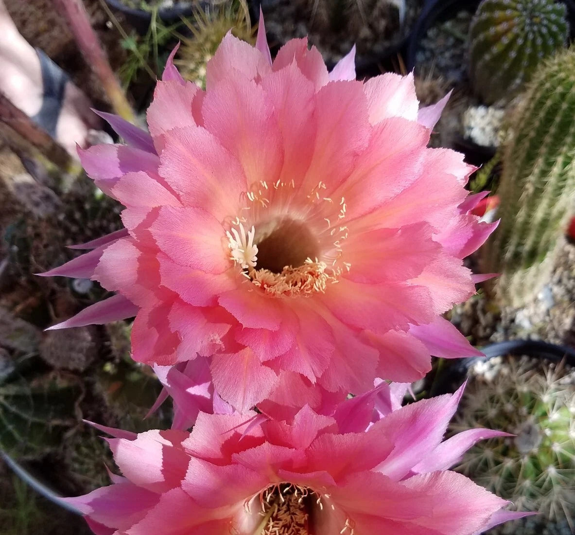 Echinopsis Hybrid Blooming Cactus Rooted Offset - Ben Hur Variety