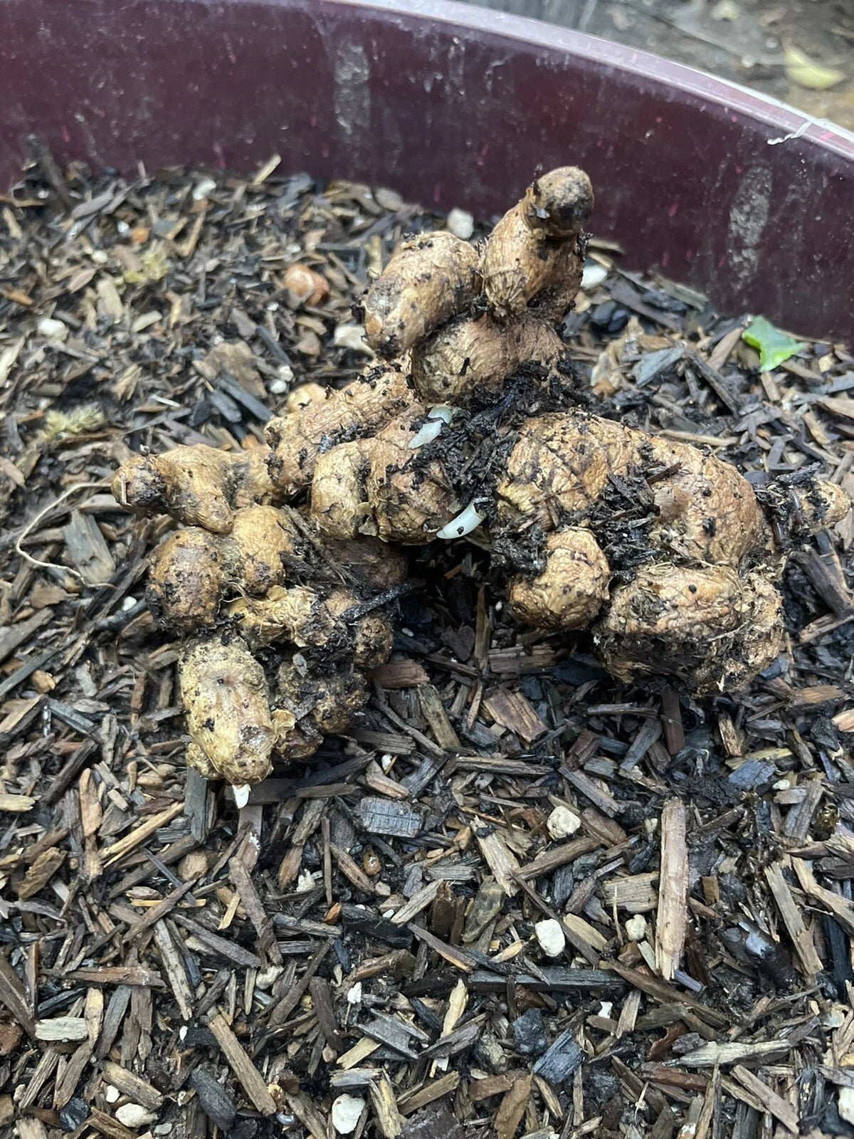 Black Ginger Roots for Planting - 2 Roots - Zingiber zerumbet - Organic Herbal Planting Material