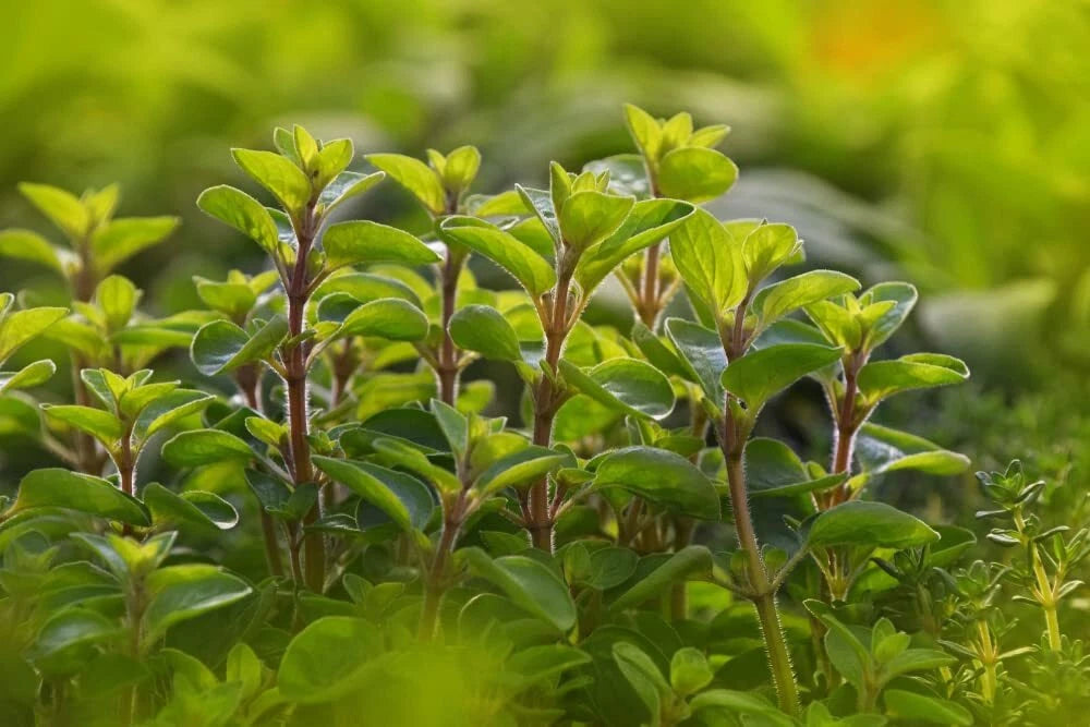Sweet Marjoram Seeds for Planting - 100 Count - Perennial Herb - Origanum majorana