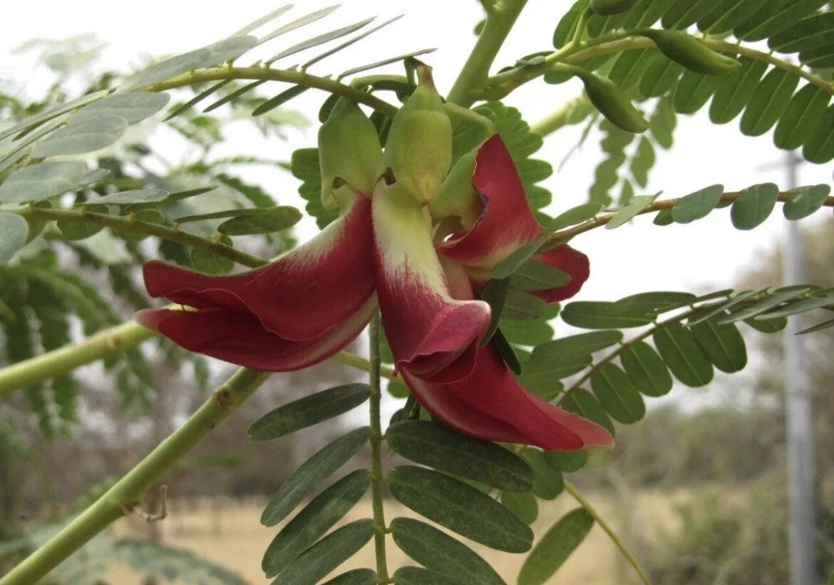 Hummingbird Tree Seeds 20+ Seeds Red Agati Flower Plant Sesbania grandiflora