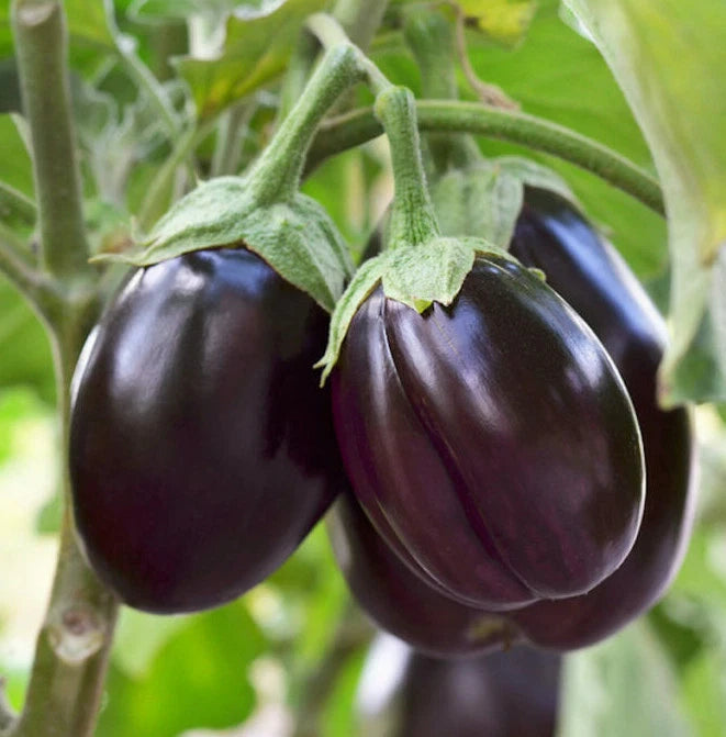 Black Beauty Eggplant Seeds | Large Purple Aubergine Vegetable Seed | Solanum melongena | 2025 Harvest
