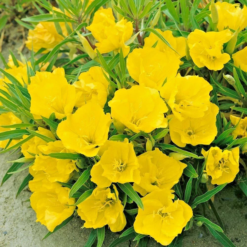 Dwarf Missouri Evening Primrose Flower Seeds - Drought-Tolerant Groundcover for Containers - Oenothera Missouriensis