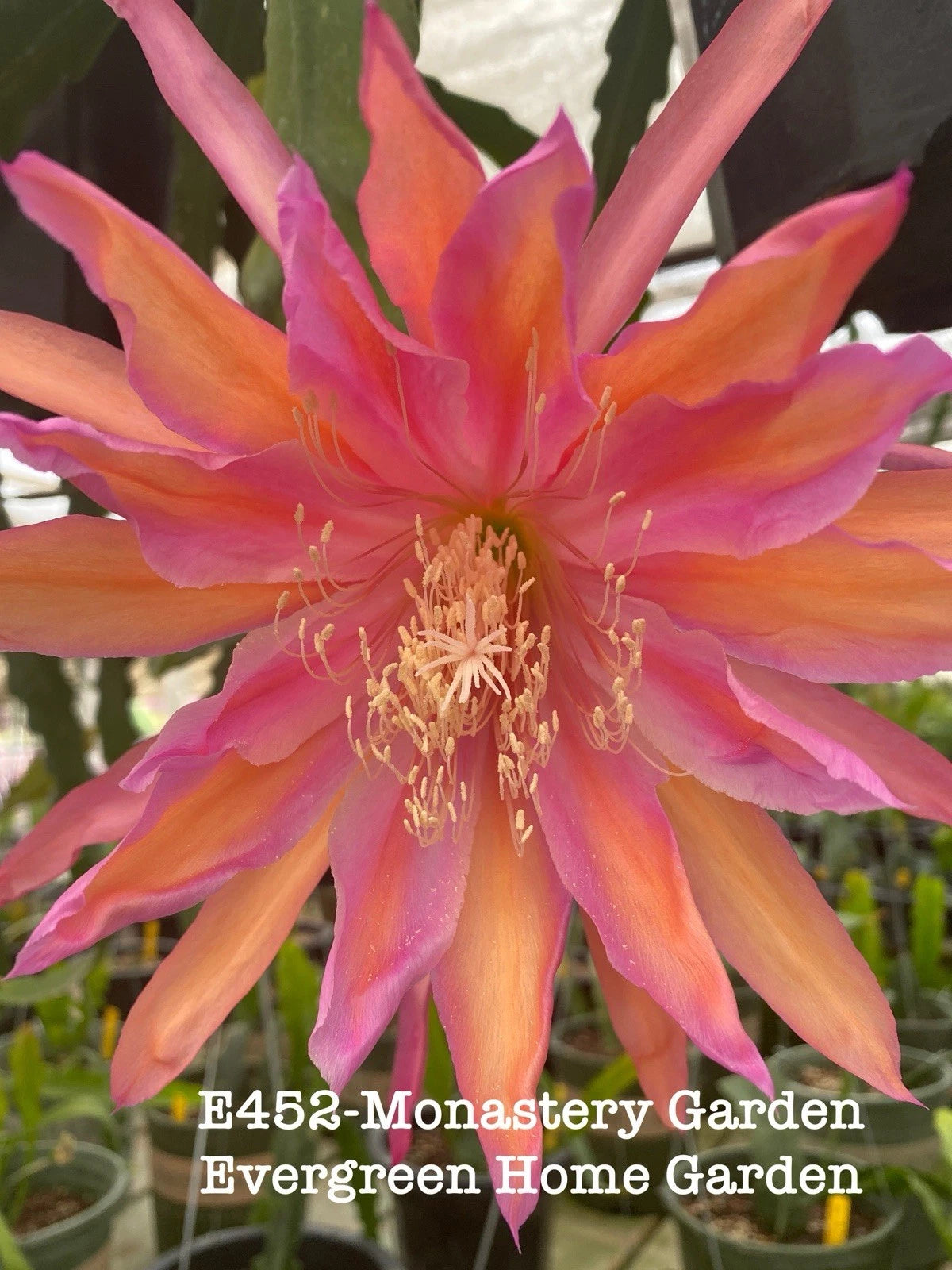 catus ever green potting plants Rooted Epiphyllum Orchid Cactus 4” Starter Pot “Monastery Garden”