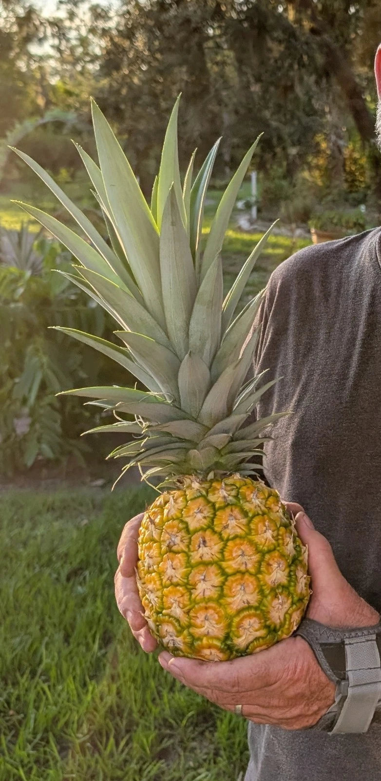 sweet pineapple plant Pineapple Live Starter Plants