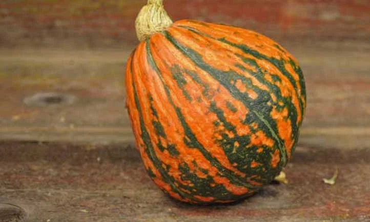 Lakota Winter Squash Seeds - Fresh Organic Heirloom Seeds - Cucurbita pepo