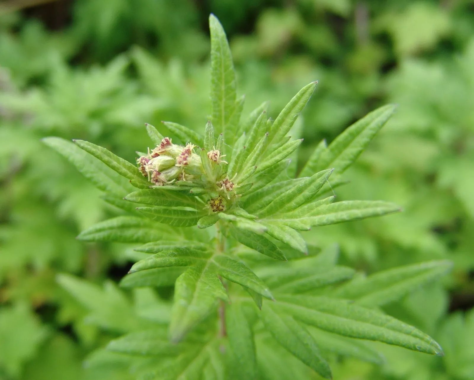 mugwort plant seeds Mugwort Seeds 100 Seeds Medicinal Herb Artemisia vulgaris TCM Aicao – Jayme Garden