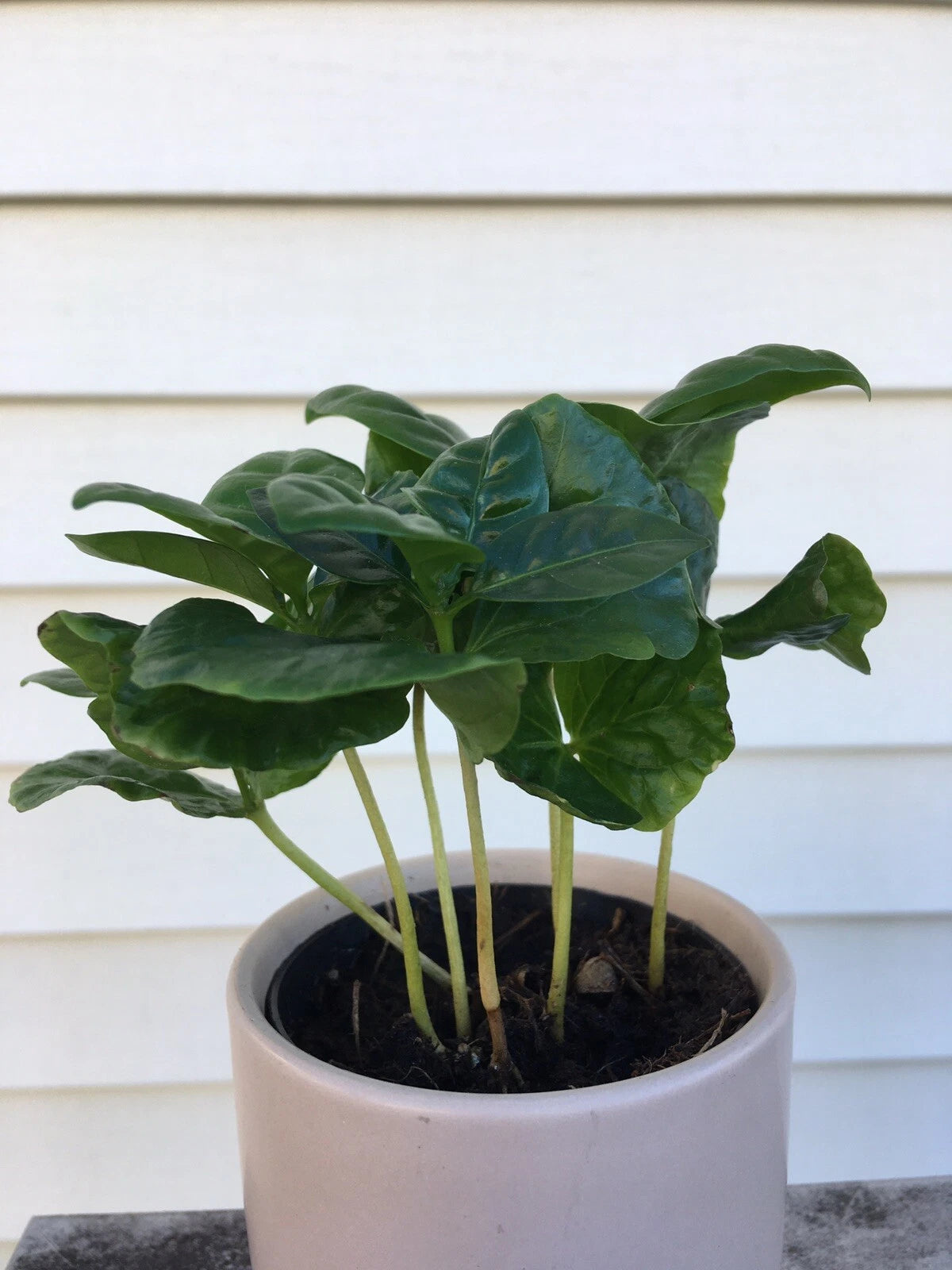 Coffee Arabica Potted Plant | Live Arabian Coffee Plant | Coffea Arabica