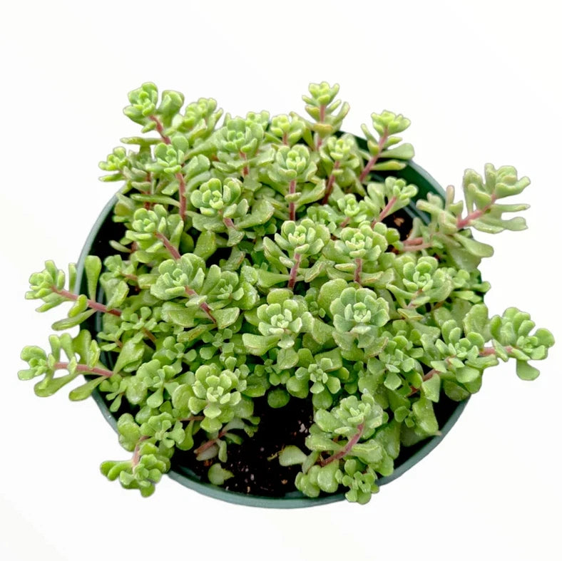 Sedum Versadense Korean Succulent Plant 2 Inch | Indoor Outdoor Garden  Decor