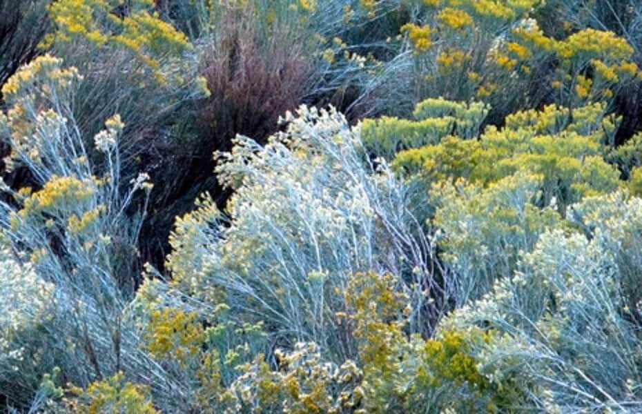 Rubber Rabbitbrush Seeds - 100 Count - Hardy Perennial - Chrysothamnus nauseosus