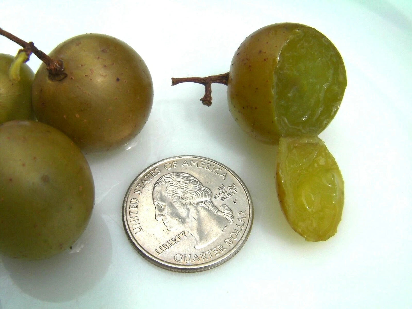 Organic Carlos Muscadine Grape Seeds - 100 Count - Large Bronze - Vitis rotundifolia - Great Taste for Eating