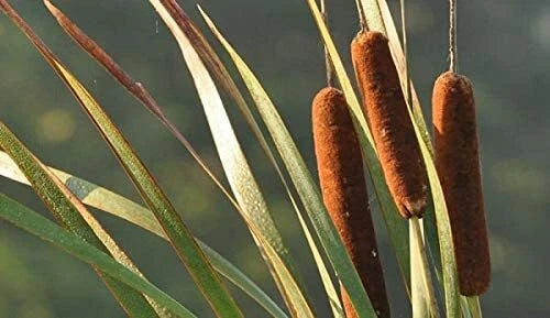 Cattail Seeds for Planting, 500 Count, Aquatic Plant Seeds, Typha latifolia
