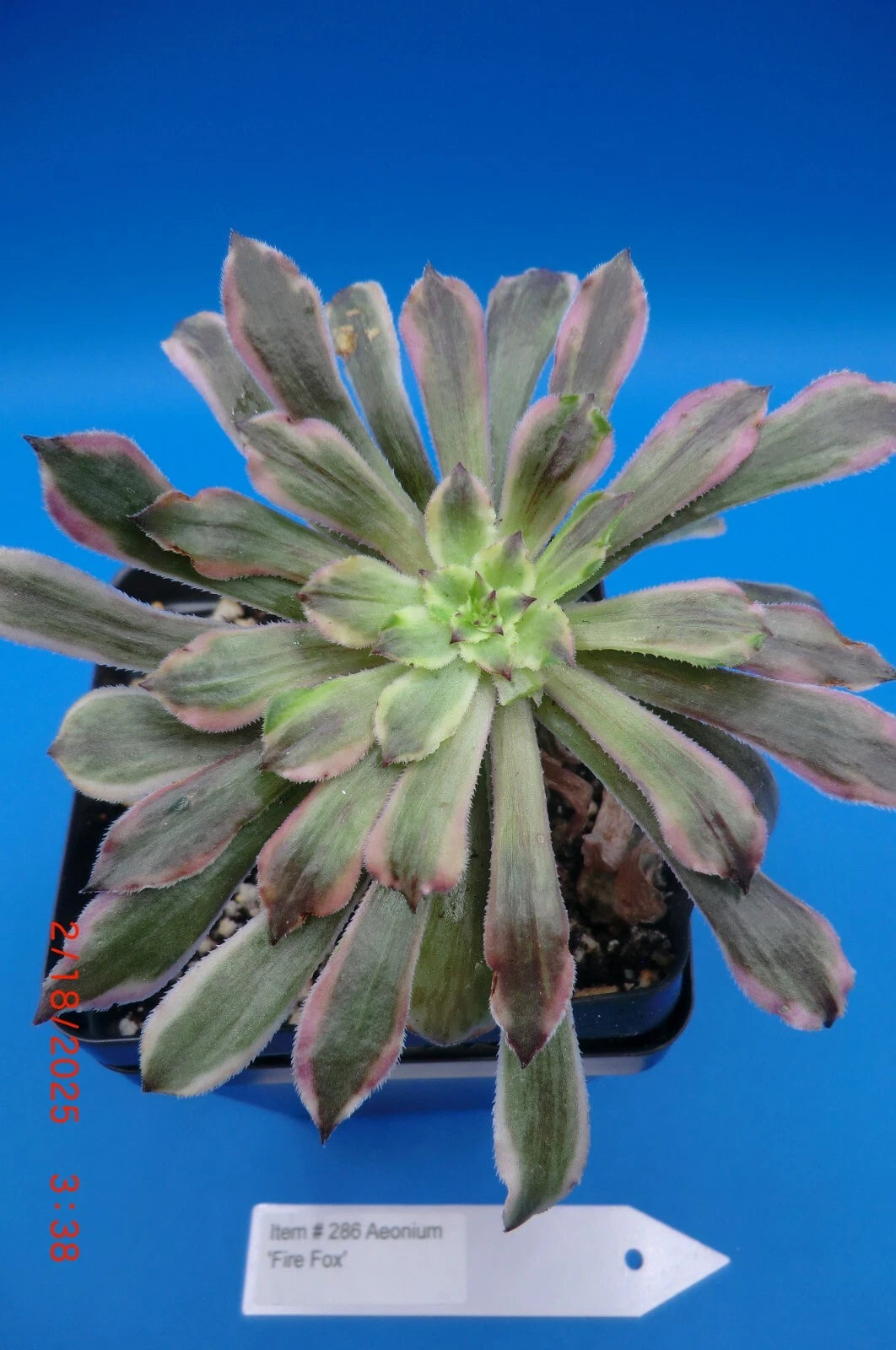 Aeonium Cutting - Rooted Firefox Variety - Succulent Plant (Aeonium arboreum)