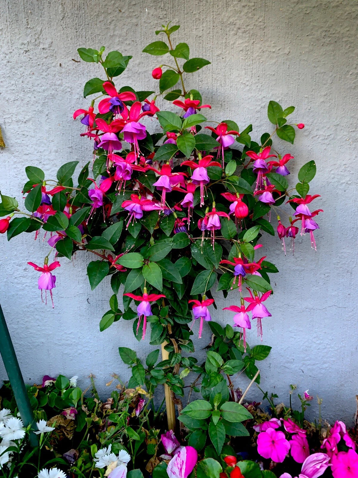 Live Blue Eyes Fuchsia Plants, 3” Pot, 6-8” Tall, Fuchsia magellanica, –  Jayme Garden