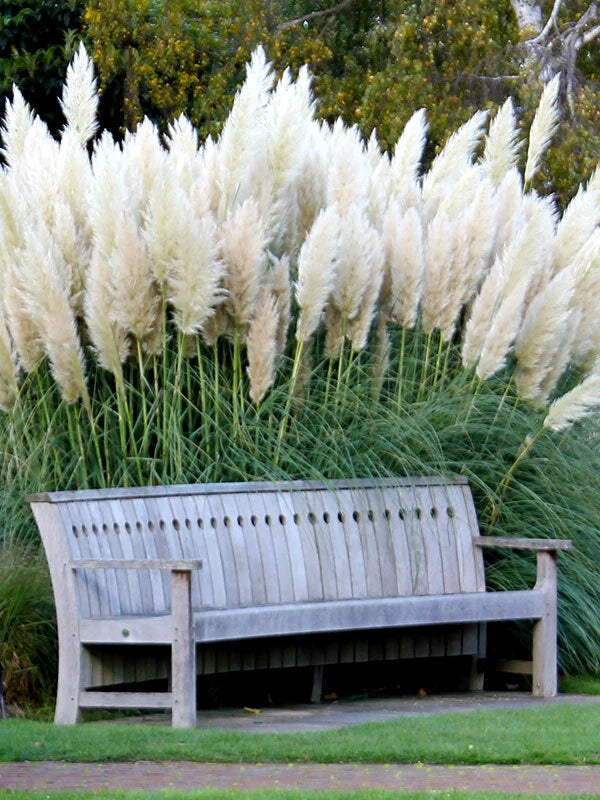 White Pampas Grass Seeds - 100+ Non-GMO Ornamental Grass Seeds for Garden - Cortaderia selloana