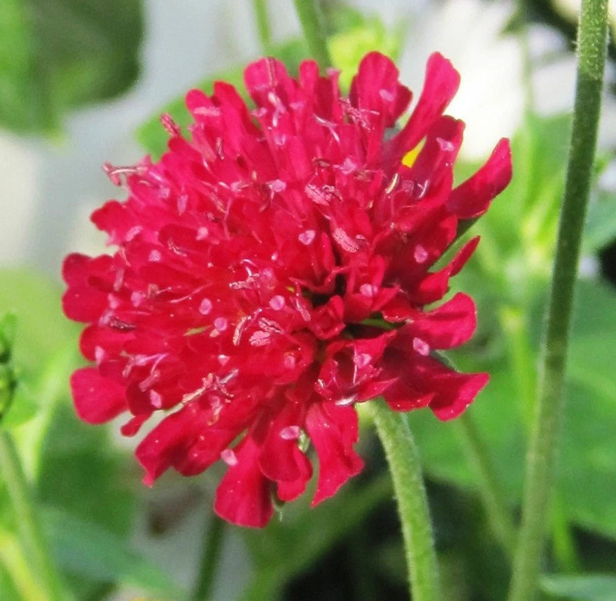 Red Knautia Seeds, 110 Pack, Easy to Grow, Knautia macedonica