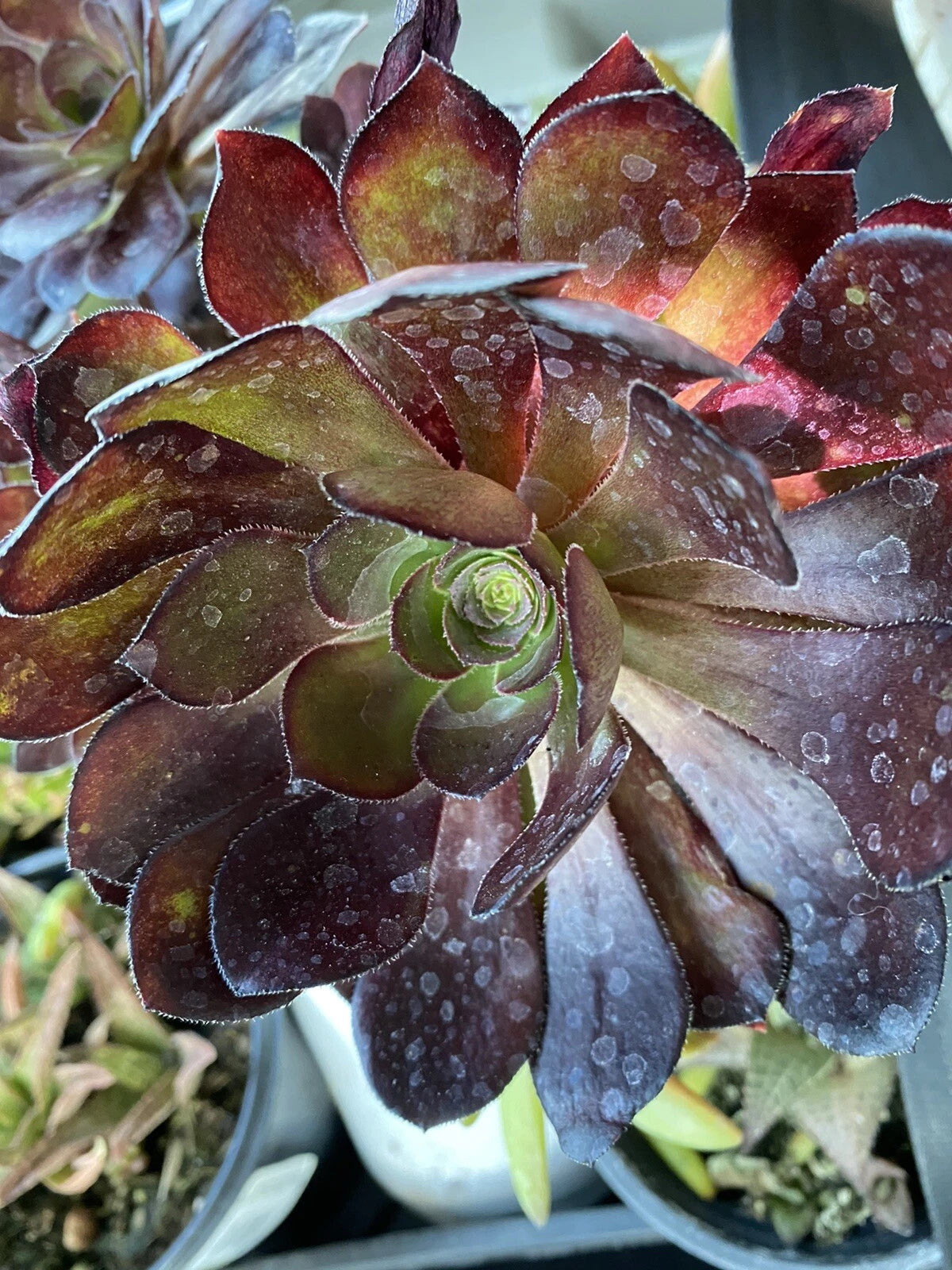 black rose succulent cuttings Aeonium Succulent Cutting 3-5" Black Rose Zwartkopf (Arboreum) Fresh P – Jayme Garden