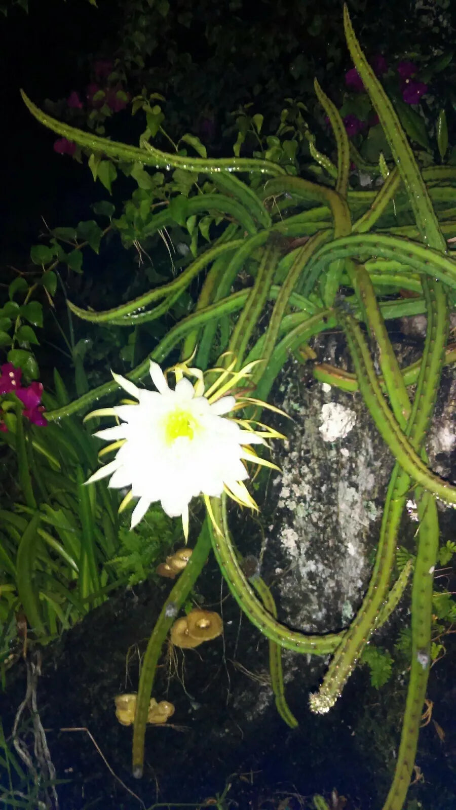 Cereus Cactus Night Blooming 4" Rooted Plants, Queen of the Night, Easy to Grow, Cereus peruvianus, Live Cacti
