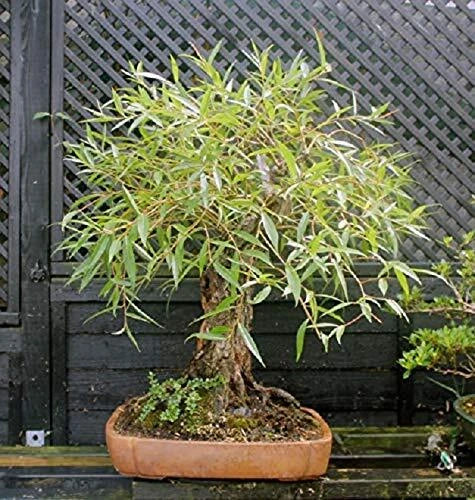 Bonsai Globe Willow Tree Cutting - Large Thick Trunk