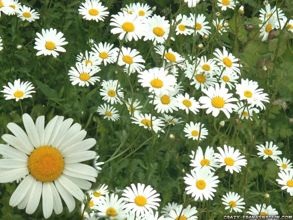 Chamomile Seeds 1200 Count - German Herb White - Matricaria chamomilla - GroCo USA - Buy 15 Ships Free