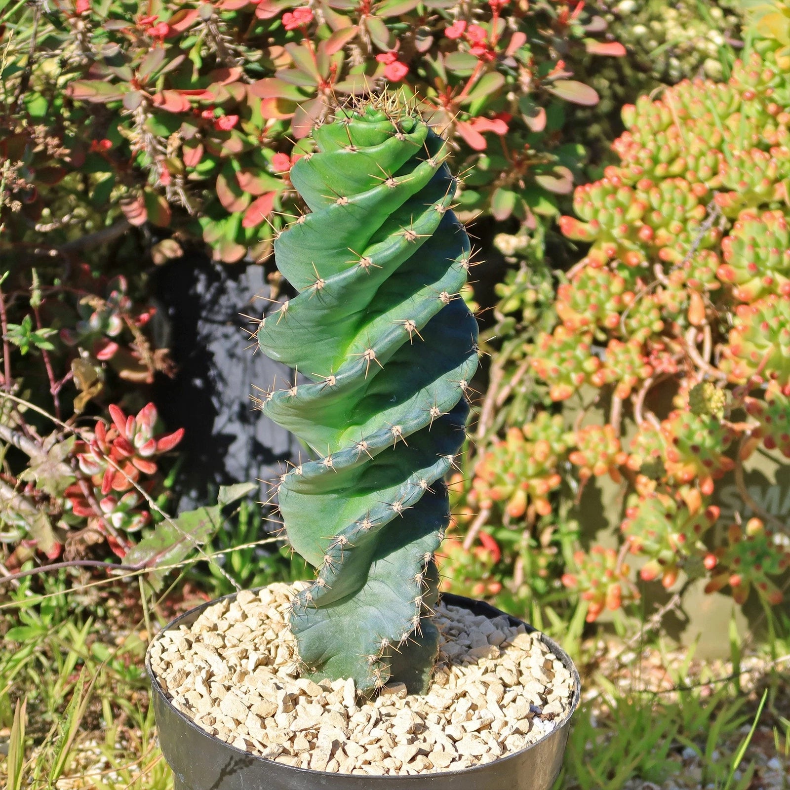 Spiral Cactus Plant - Cereus forbesii 'Spiralis'