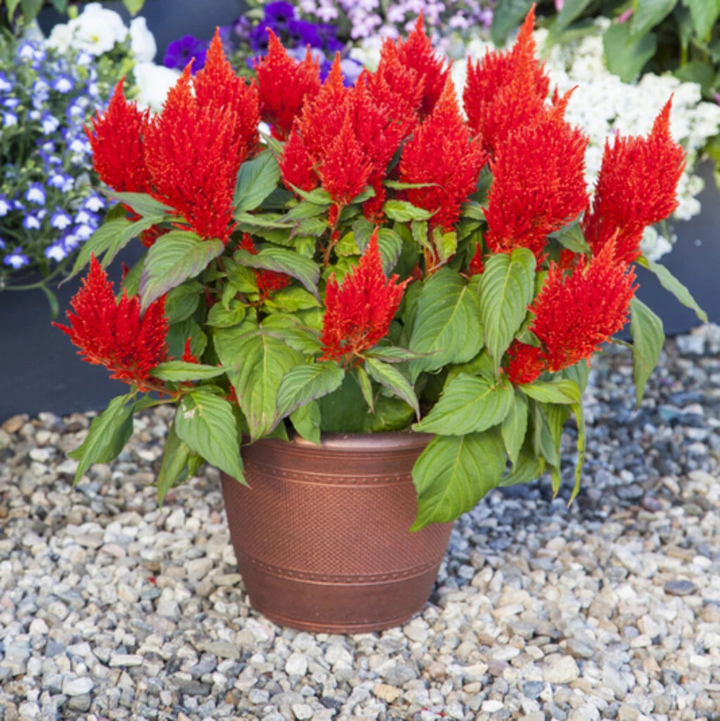 Celosia Seeds 500 Count Bright Sparks Scarlet Celosia argentea Non-California Shipping