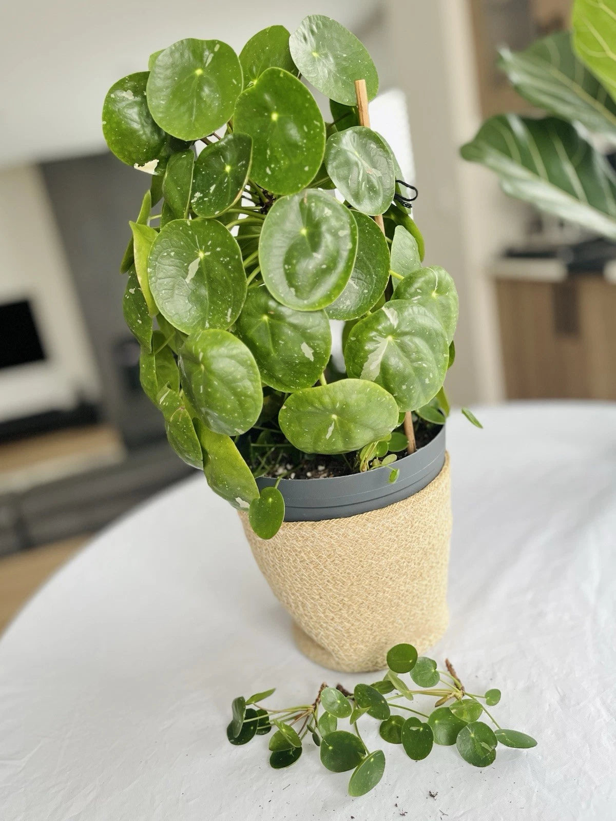Rare Variegated Pilea Peperomioides White Splash Fresh Cuttings Houseplant 
