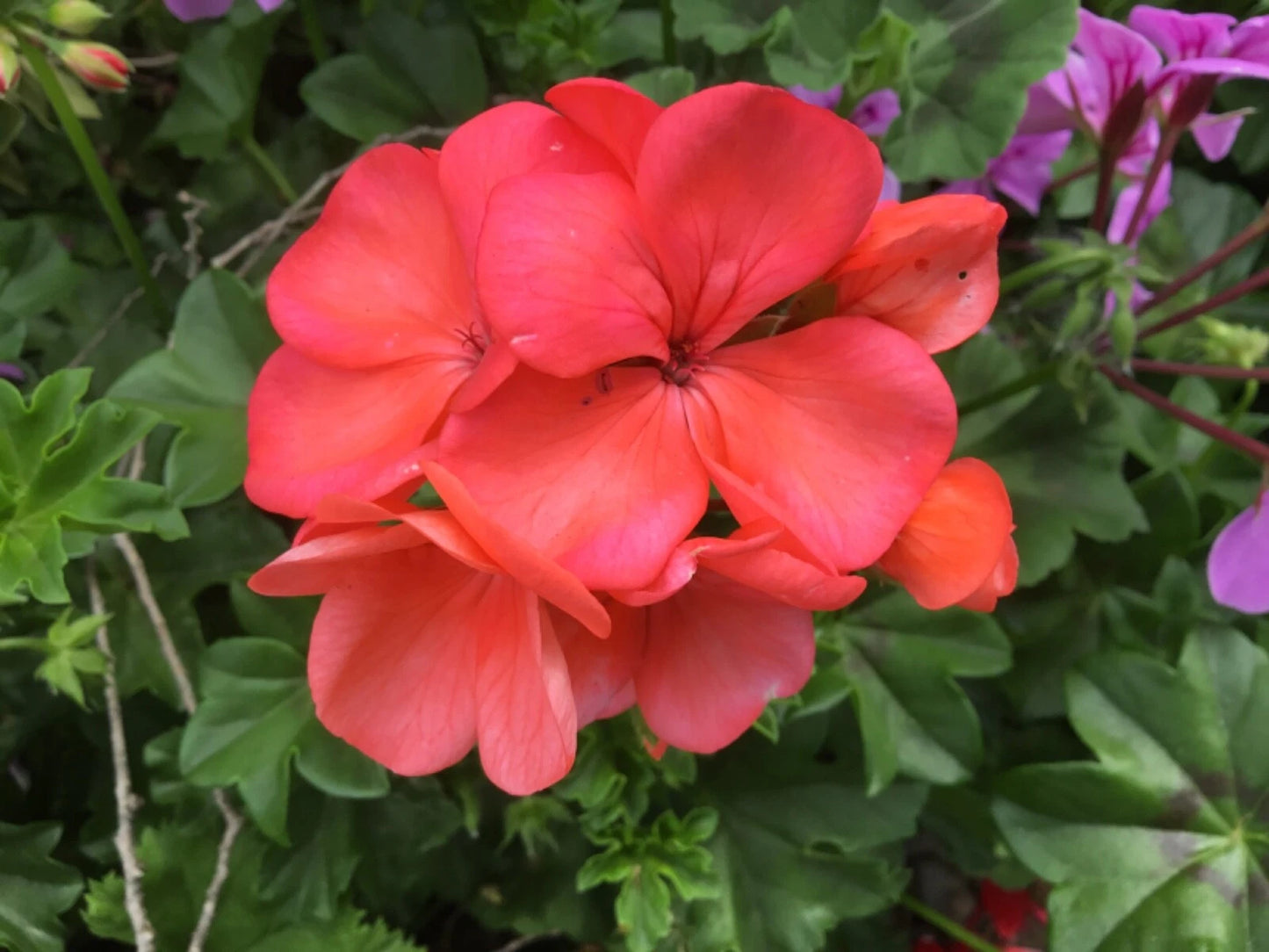 Brilliant Orange-Salmon Geranium Cuttings (6) for Rooting - Pelargonium x hortorum