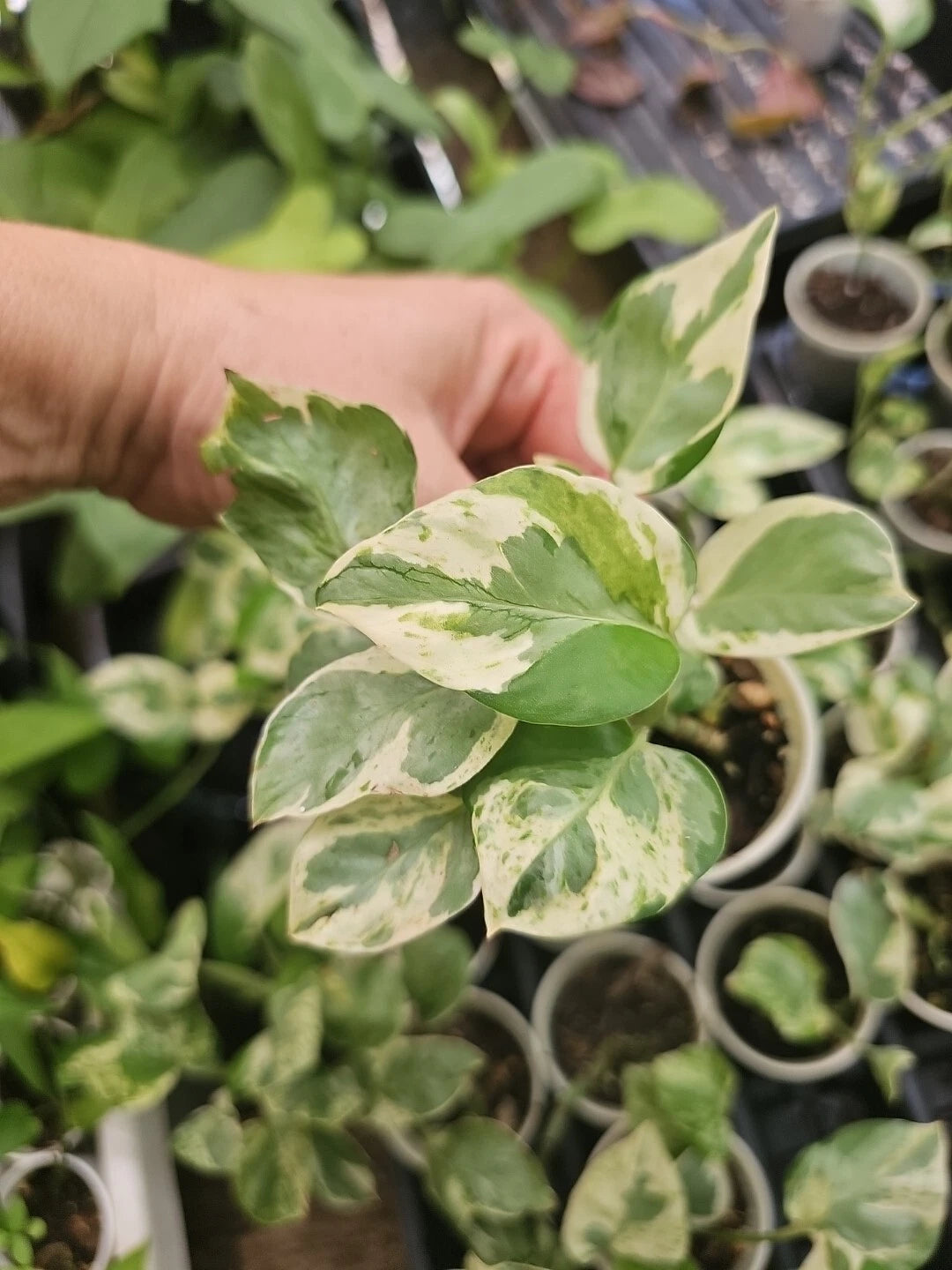 Rooted Live Pothos Plant - Pearl and Jade Variety - Epipremnum aureum - Indoor Garden Decor - Easy Care Houseplant